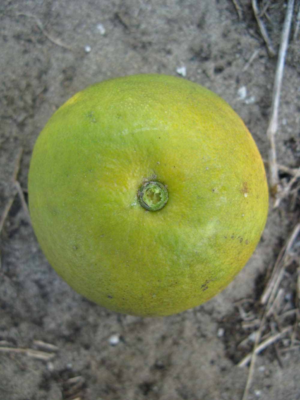              Immature fruit (Winter Haven, FL)       